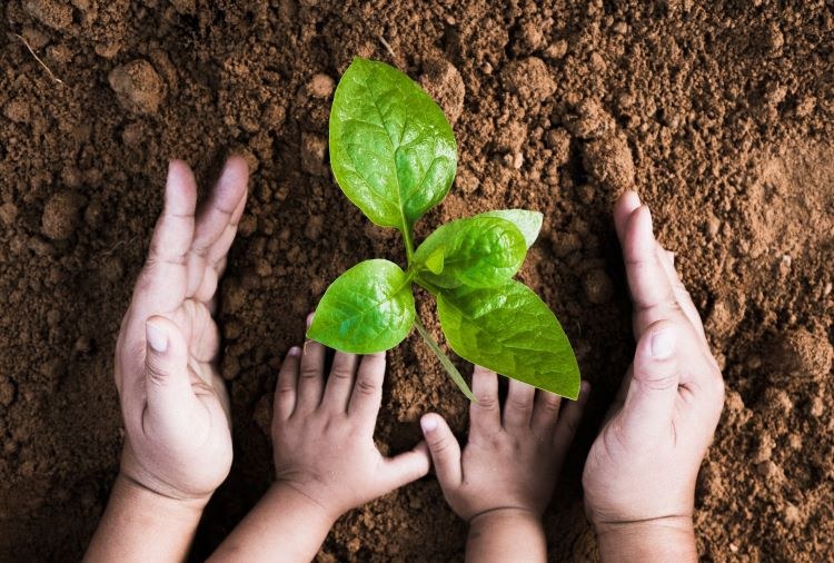 Mãos de um adulto a proteger as mãos de uma criança que planta um rebento